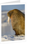 Walrus on Iceberg Near Kapp Lee in Midnight Sun by Anonymous