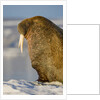 Walrus on Iceberg Near Kapp Lee in Midnight Sun by Anonymous