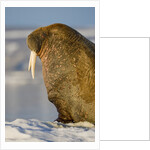 Walrus on Iceberg Near Kapp Lee in Midnight Sun by Anonymous