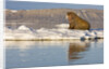 Walrus on Iceberg Near Kapp Lee in Midnight Sun by Anonymous