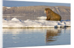 Walrus on Iceberg Near Kapp Lee in Midnight Sun by Anonymous