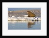 Walrus on Iceberg Near Kapp Lee in Midnight Sun by Anonymous