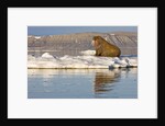 Walrus on Iceberg Near Kapp Lee in Midnight Sun by Anonymous