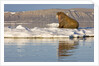 Walrus on Iceberg Near Kapp Lee in Midnight Sun by Anonymous