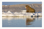 Walrus on Iceberg Near Kapp Lee in Midnight Sun by Anonymous