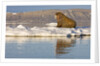 Walrus on Iceberg Near Kapp Lee in Midnight Sun by Anonymous