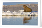 Walrus on Iceberg Near Kapp Lee in Midnight Sun by Anonymous