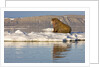 Walrus on Iceberg Near Kapp Lee in Midnight Sun by Anonymous