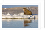 Walrus on Iceberg Near Kapp Lee in Midnight Sun by Anonymous