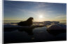 Walrus on Iceberg Near Kapp Lee in Midnight Sun by Anonymous
