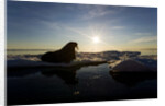 Walrus on Iceberg Near Kapp Lee in Midnight Sun by Anonymous