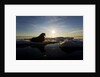 Walrus on Iceberg Near Kapp Lee in Midnight Sun by Anonymous