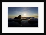 Walrus on Iceberg Near Kapp Lee in Midnight Sun by Anonymous