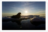 Walrus on Iceberg Near Kapp Lee in Midnight Sun by Anonymous