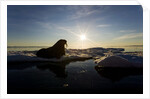 Walrus on Iceberg Near Kapp Lee in Midnight Sun by Anonymous