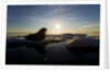 Walrus on Iceberg Near Kapp Lee in Midnight Sun by Anonymous