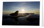Walrus on Iceberg Near Kapp Lee in Midnight Sun by Anonymous