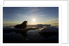 Walrus on Iceberg Near Kapp Lee in Midnight Sun by Anonymous