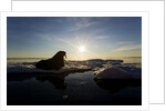 Walrus on Iceberg Near Kapp Lee in Midnight Sun by Anonymous