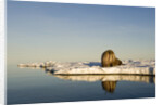 Walrus on Iceberg Near Kapp Lee in Midnight Sun by Anonymous