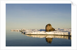 Walrus on Iceberg Near Kapp Lee in Midnight Sun by Anonymous