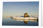 Walrus on Iceberg Near Kapp Lee in Midnight Sun by Anonymous