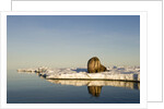 Walrus on Iceberg Near Kapp Lee in Midnight Sun by Anonymous