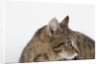 Curious Cat by Anonymous