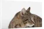 Curious Cat by Anonymous