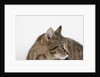Curious Cat by Anonymous
