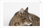 Curious Cat by Anonymous