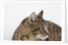 Curious Cat by Anonymous