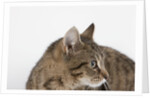 Curious Cat by Anonymous