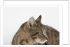 Curious Cat by Anonymous