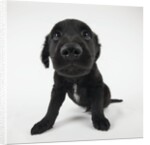 Puppy Looking at Camera by Anonymous