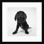 Puppy Looking at Camera by Anonymous