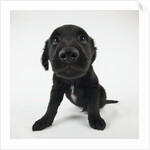 Puppy Looking at Camera by Anonymous