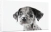 Puppy Looking Up by Anonymous