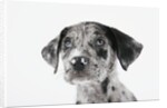 Puppy Looking Up by Anonymous