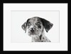 Puppy Looking Up by Anonymous