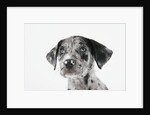 Puppy Looking Up by Anonymous