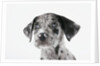 Puppy Looking Up by Anonymous
