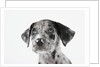 Puppy Looking Up by Anonymous
