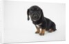 Cute Puppy by Anonymous