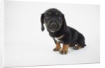 Cute Puppy by Anonymous