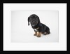 Cute Puppy by Anonymous