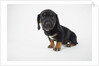 Cute Puppy by Anonymous