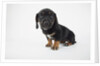 Cute Puppy by Anonymous