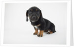 Cute Puppy by Anonymous