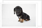 Cute Puppy by Anonymous